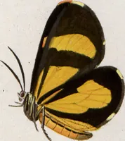 Picture 207 of 216 from (Band 1) (1806), leaf 194