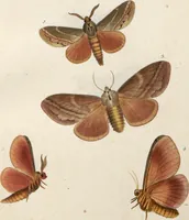 An illustration from (Band 1) (1806)