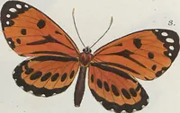 An illustration from (Band 1) (1806)