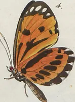 An illustration from (Band 1) (1806)