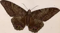 An illustration from (Band 1) (1806)