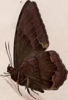 An illustration from (Band 1) (1806)