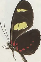 Picture 21 of 216 from (Band 1) (1806), leaf 21