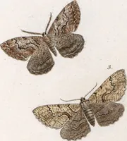An illustration from (Band 1) (1806)