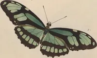 An illustration from (Band 1) (1806)