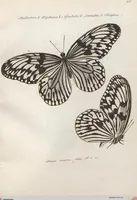 An illustration from (Band 1) (1806)