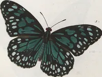 An illustration from (Band 1) (1806)