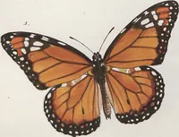 An illustration from (Band 1) (1806)