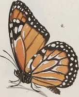 Picture 30 of 216 from (Band 1) (1806), leaf 26