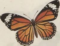 Picture 31 of 216 from (Band 1) (1806), leaf 27