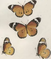 An illustration from (Band 1) (1806)