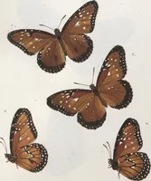 Picture 34 of 216 from (Band 1) (1806), leaf 29