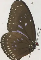 Picture 36 of 216 from (Band 1) (1806), leaf 30