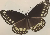 An illustration from (Band 1) (1806)