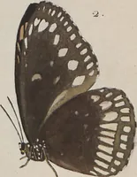 Picture 38 of 216 from (Band 1) (1806), leaf 31