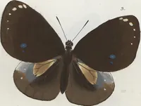 An illustration from (Band 1) (1806)