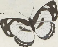 An illustration from (Band 1) (1806)