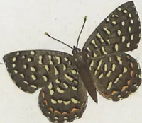 An illustration from (Band 1) (1806)
