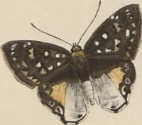 An illustration from (Band 1) (1806)