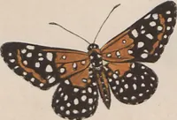 An illustration from (Band 1) (1806)