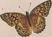 An illustration from (Band 1) (1806)