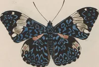 An illustration from (Band 1) (1806)