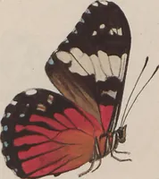 An illustration from (Band 1) (1806)