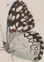 An illustration from (Band 1) (1806)