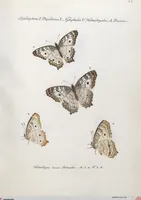 An illustration from (Band 1) (1806)