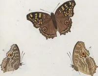 An illustration from (Band 1) (1806)