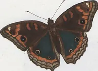 Picture 59 of 216 from (Band 1) (1806), leaf 57