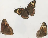 An illustration from (Band 1) (1806)