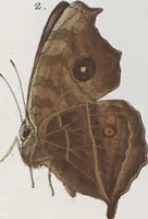 Picture 62 of 216 from (Band 1) (1806), leaf 58