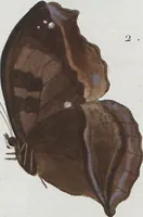 An illustration from (Band 1) (1806)