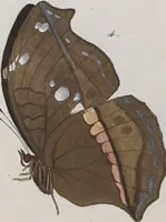 An illustration from (Band 1) (1806)