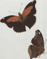 An illustration from (Band 1) (1806)