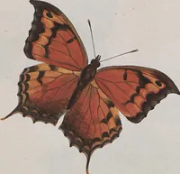 An illustration from (Band 1) (1806)