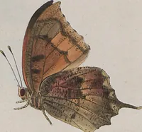 An illustration from (Band 1) (1806)
