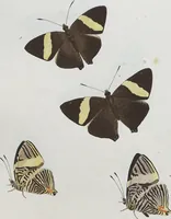 An illustration from (Band 1) (1806)