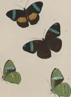 An illustration from (Band 1) (1806)