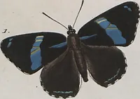 An illustration from (Band 1) (1806)