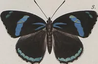 Picture 73 of 216 from (Band 1) (1806), leaf 65