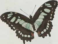 An illustration from (Band 1) (1806)
