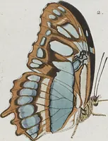 An illustration from (Band 1) (1806)