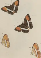 An illustration from (Band 1) (1806)