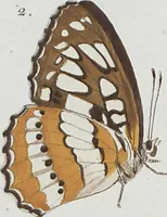 An illustration from (Band 1) (1806)