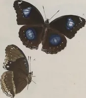 An illustration from (Band 1) (1806)