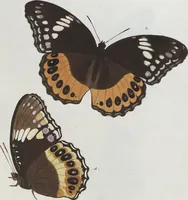 An illustration from (Band 1) (1806)