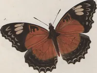 An illustration from (Band 1) (1806)
