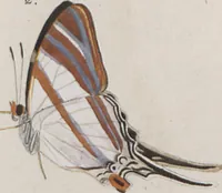 An illustration from (Band 1) (1806)